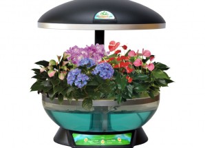 Домашний сад, черный, прозрачный бак